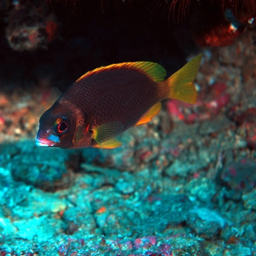 台灣珊瑚礁魚